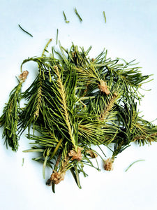 Bourgeons de sapin baumier NE