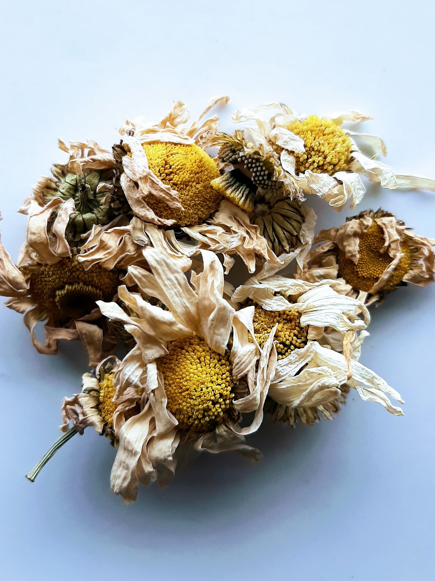 Marguerite GS