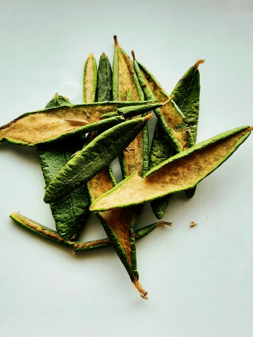 Thé du Labrador (feuilles) CB